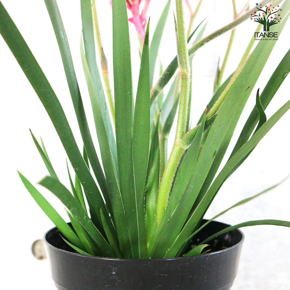 カンガルーポー ブッシュパールピンク【花苗 5号鉢／1個売り