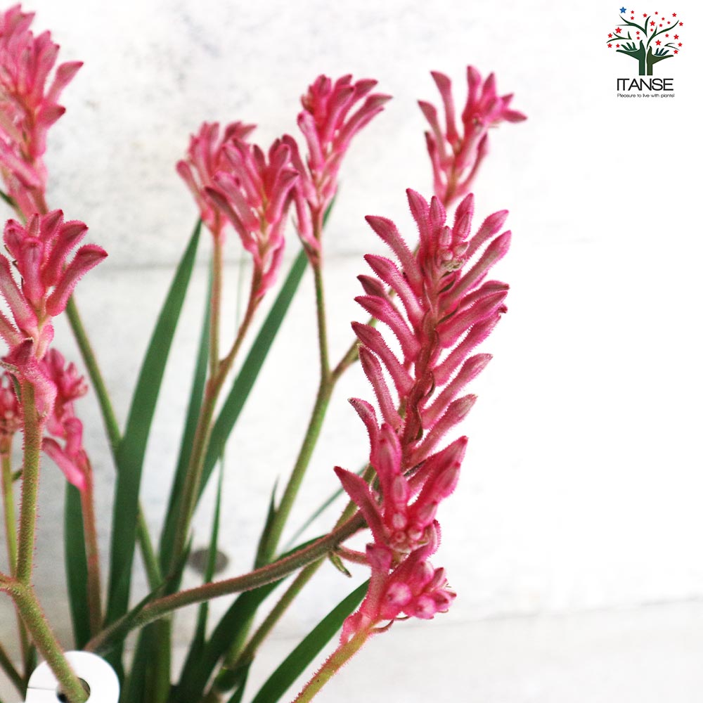 カンガルーポー ブッシュパールピンク【花苗 5号鉢／1個売り