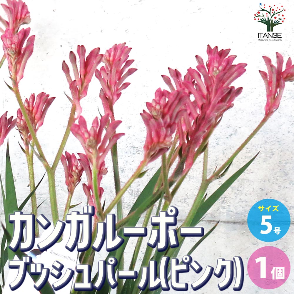 カンガルーポー ブッシュパールピンク【花苗 5号鉢／1個売り】