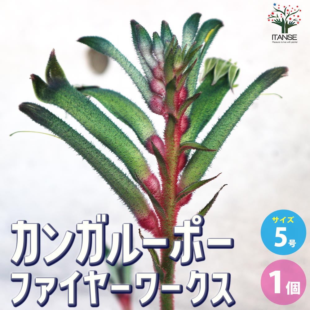 カンガルーポー ファイヤーワークス【花苗 5号鉢／1個売り】｜ 【植物