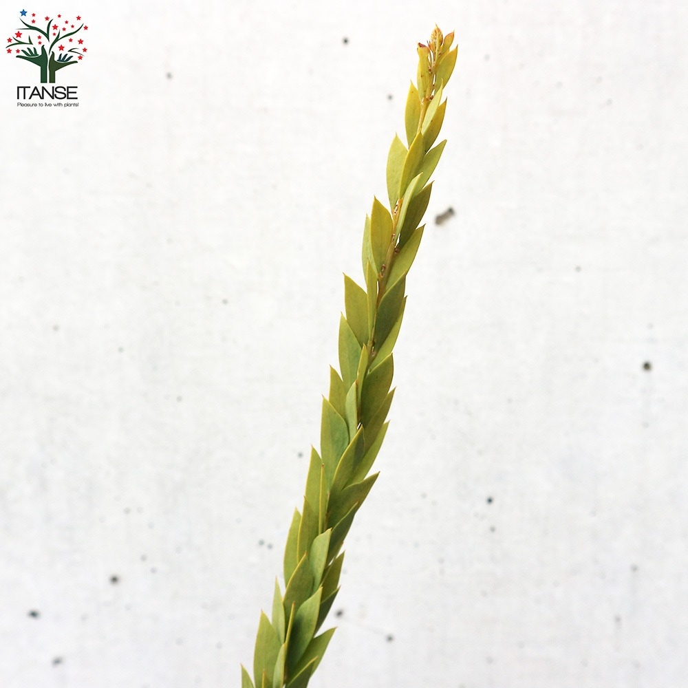 新品種アカシア「ゴールドチップ」7号鉢3本セット Amazon.co.jp