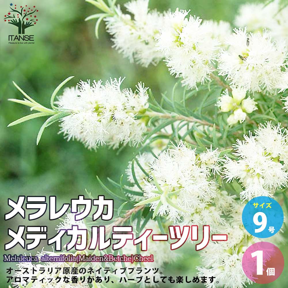 メラレウカ メディカルティーツリー【花苗 9号ポット大苗／1個売り】