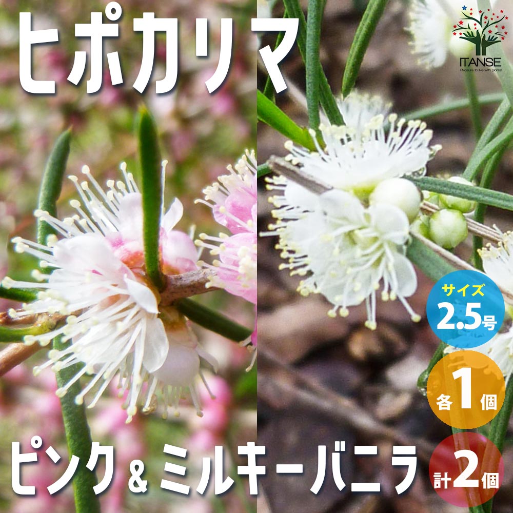 ヒポカリマ ピンク＆ミルキーバニラ【花苗 2.5号ロングポット／お買い得2個セット】