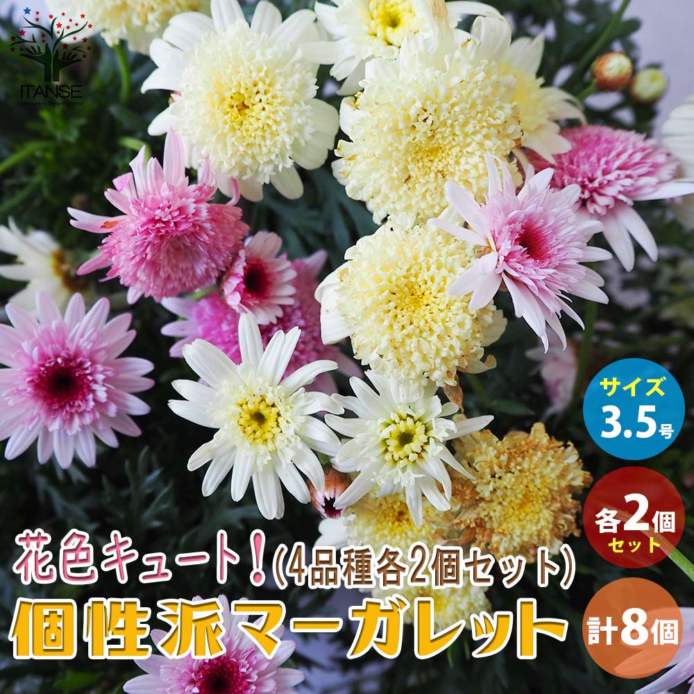 花色キュート！ 個性派マーガレット4品種各2個セット【花苗 3.5号ポット／お買い得8個セット】
