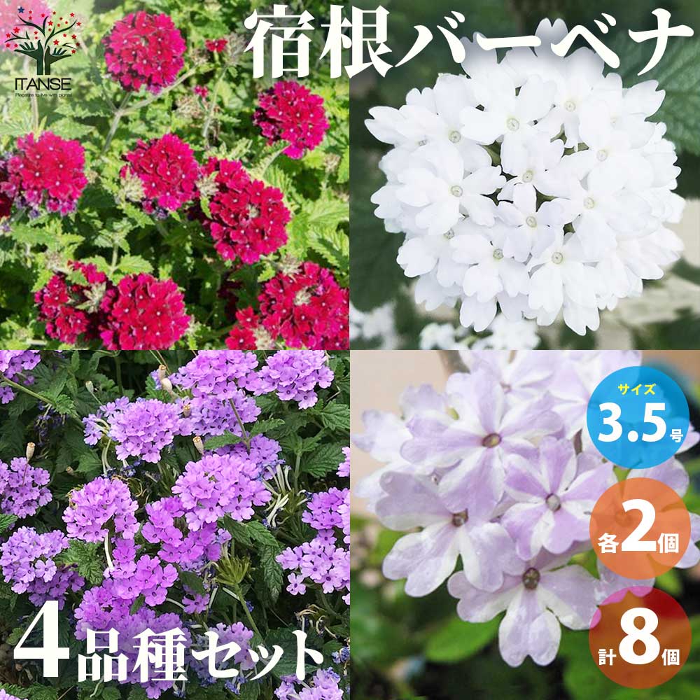 広がるバーベナ Aセット／4品種各2個【花苗 3.5号ポット／お買い得8個セット】