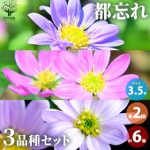 都忘れ(ミヤコワスレ) 3品種各2個【花苗 3.5号ポット／お買い得6個セット】|花苗