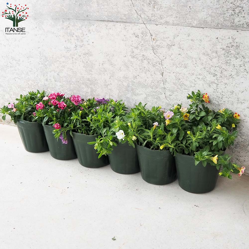 カリブラコア ゲブラの”NOZOMI-SAKU”セット(6種・各2個セット)【花苗