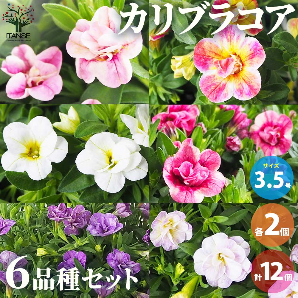 カリブラコア ゲブラの”NOZOMI-SAKU”セット(6種・各2個セット)【花苗 3.5号／お買い得12個セット】