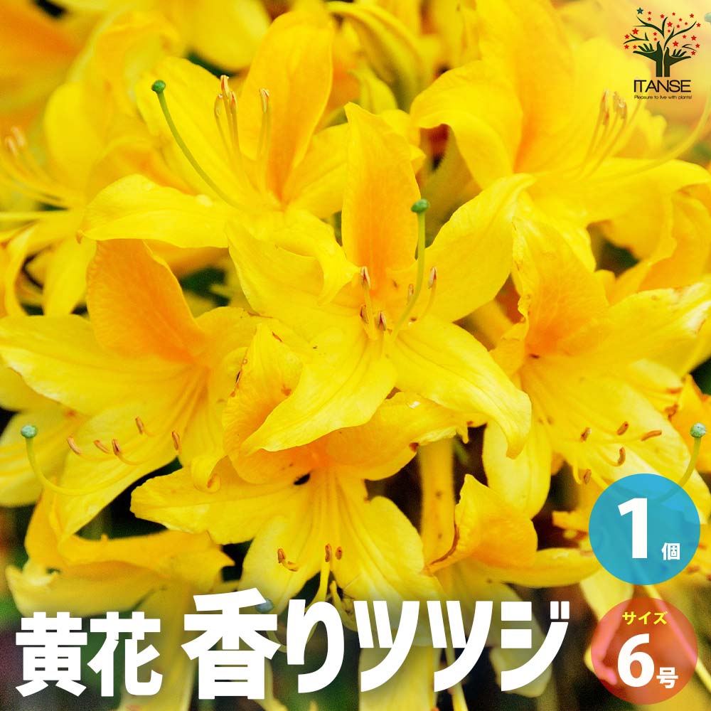 黄花香りツツジ【花苗 6号鉢／1個売り】