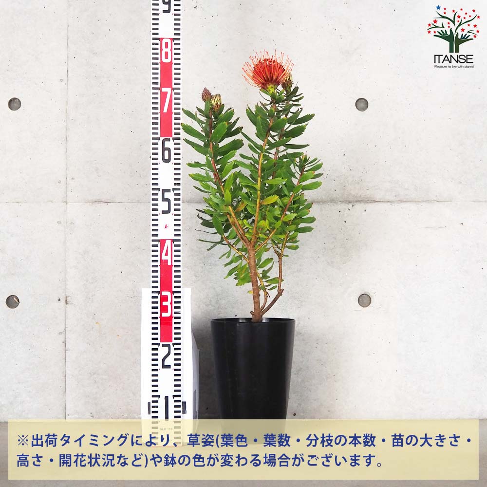 リューコスペルマム カーニバルレッド【花苗 6号鉢／1個売り