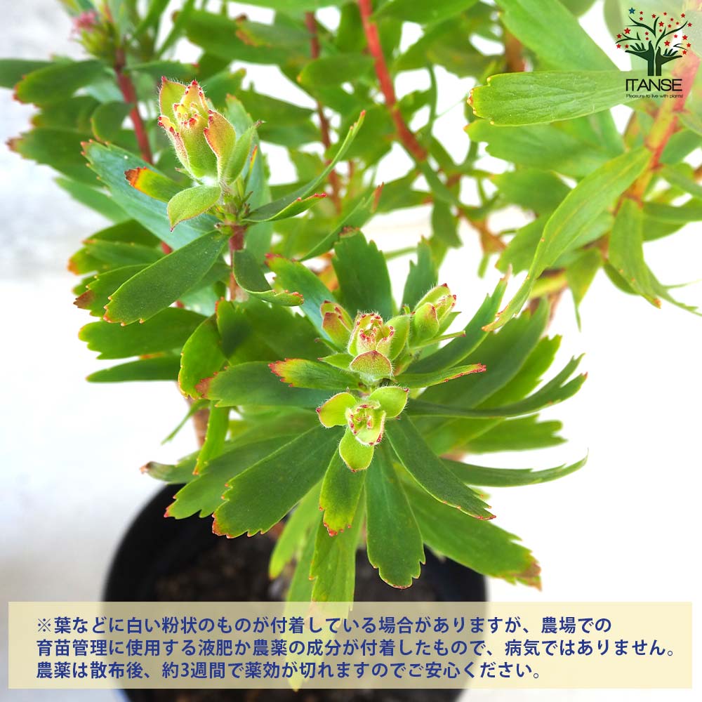 リューコスペルマム カーニバルレッド【花苗 6号鉢／1個売り
