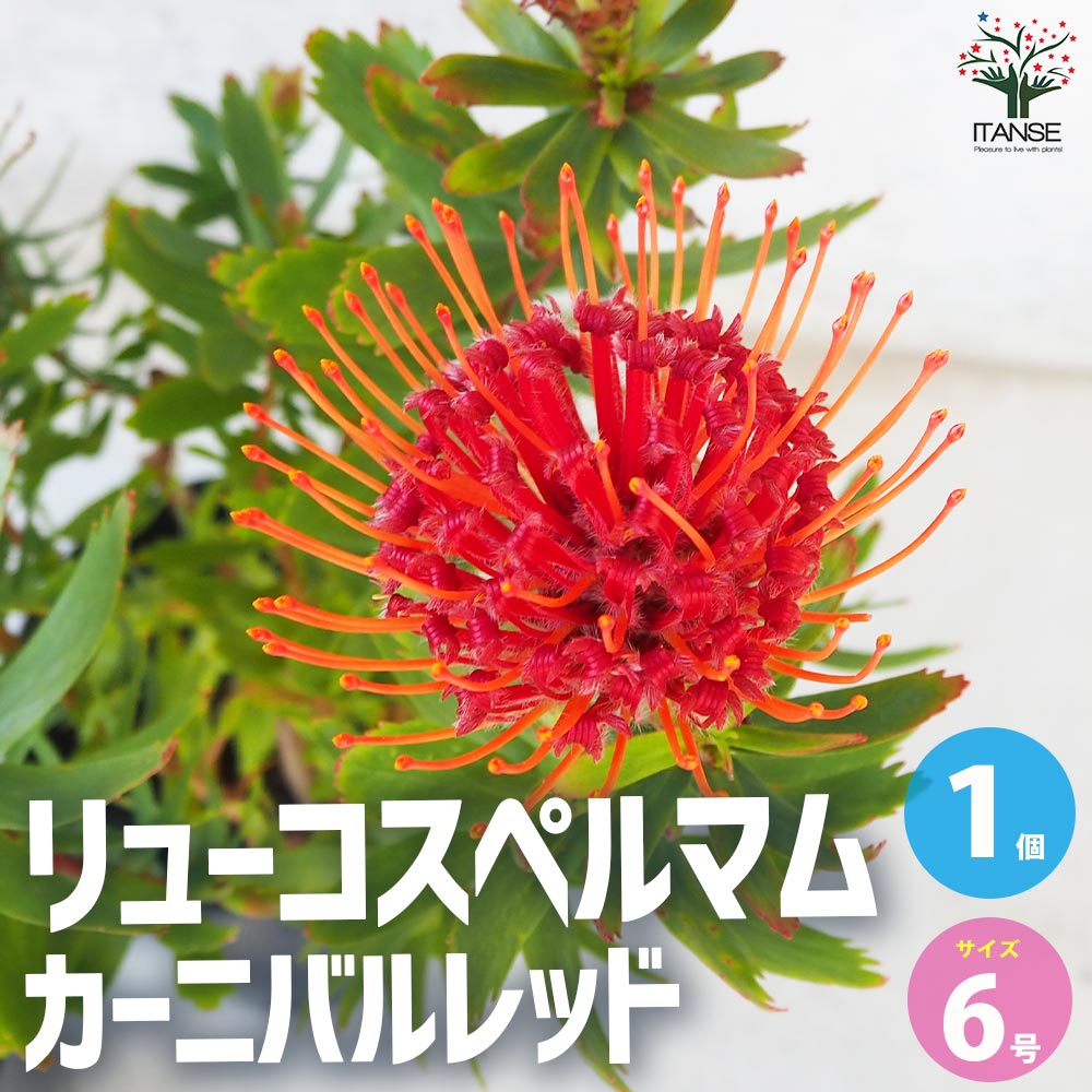 リューコスペルマム カーニバルレッド【花苗 6号鉢／1個売り】