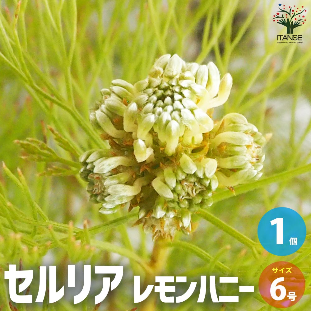 セルリア レモンハニー【花苗 6号鉢／1個売り】