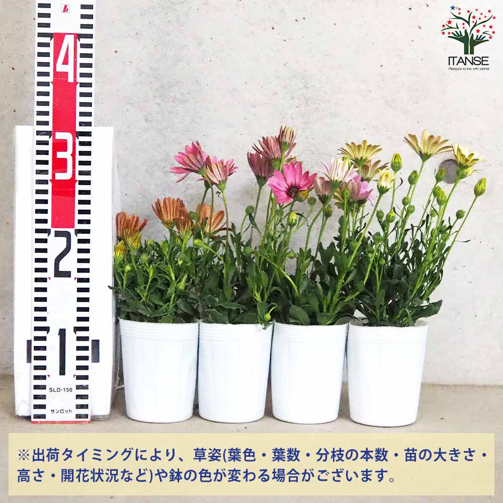 オステオスペルマム パティエシリーズ4品種各2個セット【花苗 3号