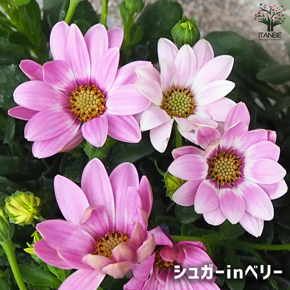 オステオスペルマム パティエシリーズ4品種各2個セット【花苗 3号