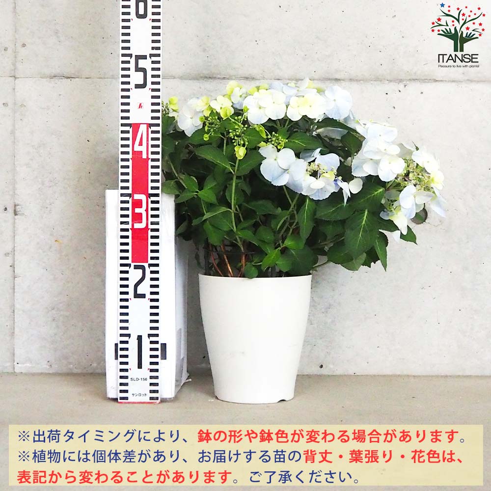 アジサイ フレンチボレロ ブルー【花苗 6号鉢／1個売り】｜ 【植物の