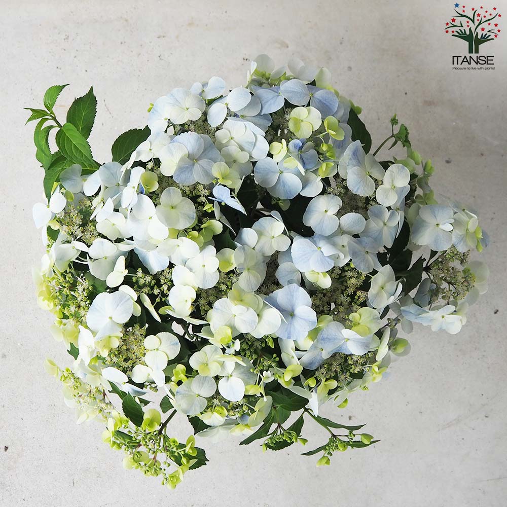 アジサイ フレンチボレロ ブルー【花苗 6号鉢／1個売り】｜ 【植物の