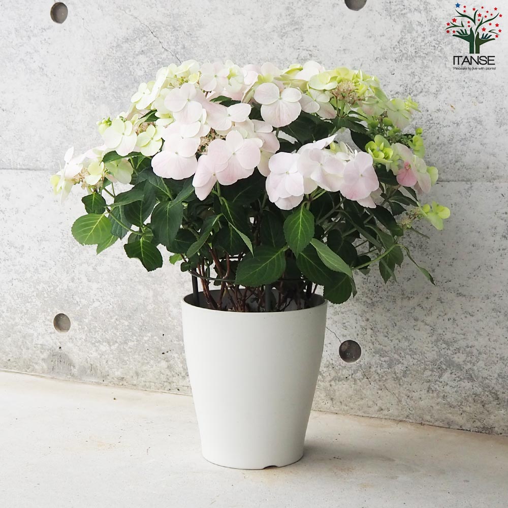 アジサイ フレンチボレロ ピンク【花苗 6号鉢／1個売り】｜ 【植物の