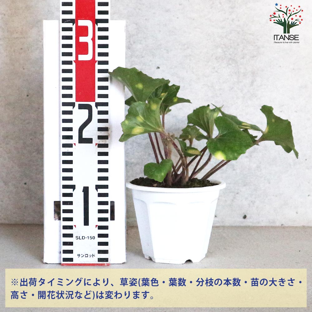 ツワブキ 紅葉々蛍(モミジバホタル)【花苗 4号鉢／1個売り】｜ 【植物