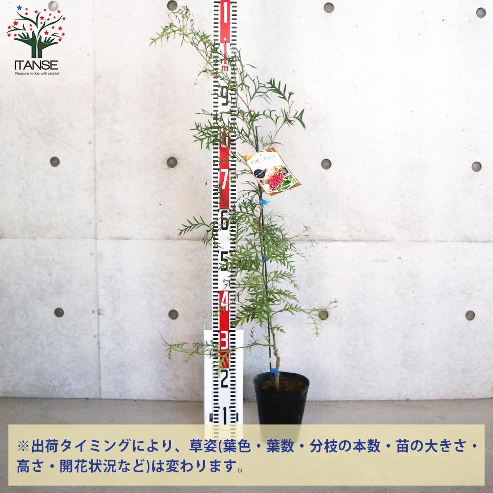 グレビレア ブロンズランバー【花苗 5号ポット／1個売り