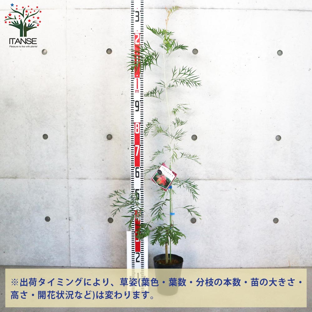 グレビレア ロビンゴードン【花苗 5号ポット／1個売り】｜ 【植物の