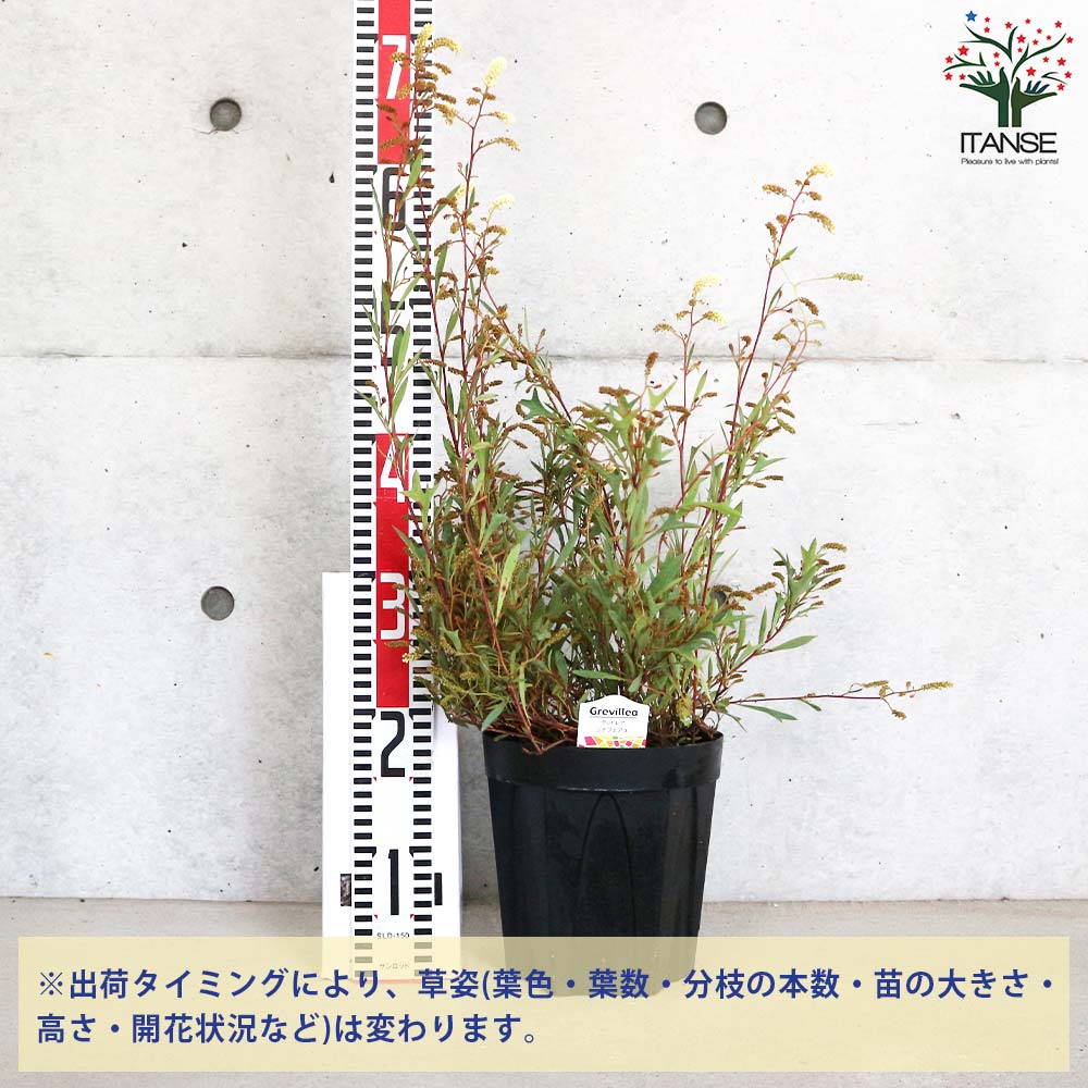 グレビレア ゴールド バイレアナ 根付き鉢物苗 6号鉢全長1.2m ①グレビレア ゴールド バイレアナ 根付き鉢物苗 6号鉢全長1.2m