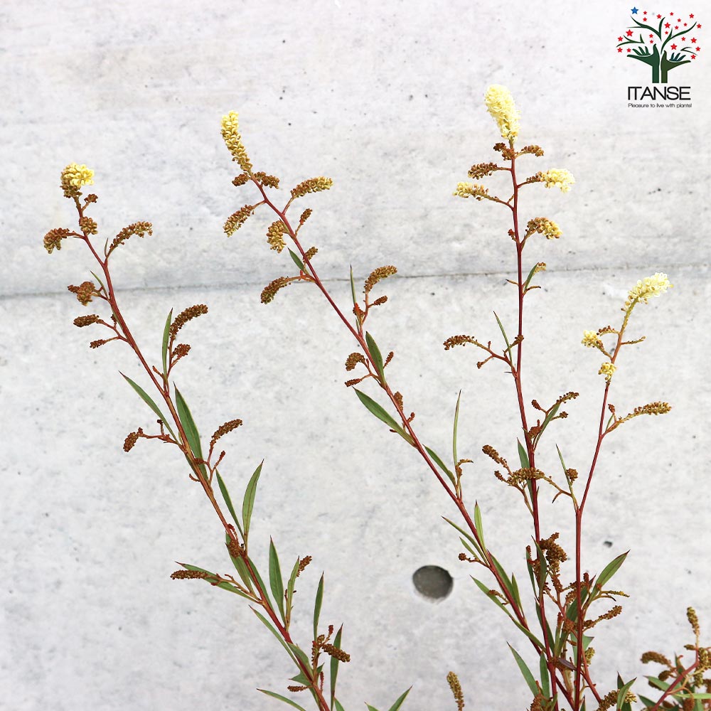 グレビレア シナフェア 2個セット 花苗 観葉植物：グレビレア シナフェア*5号 : 遊恵盆栽 Yahoo!店