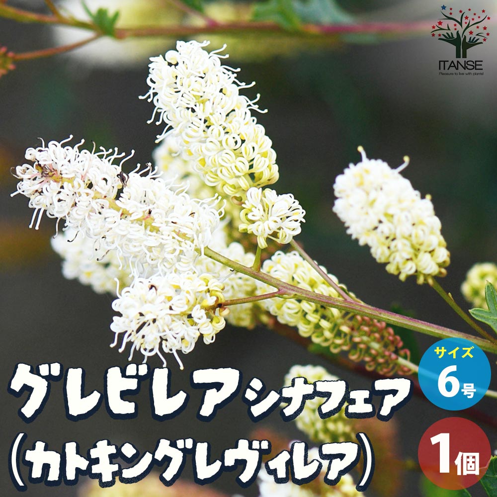 グレビレア シナフィエ【花苗 6号鉢／1個売り】