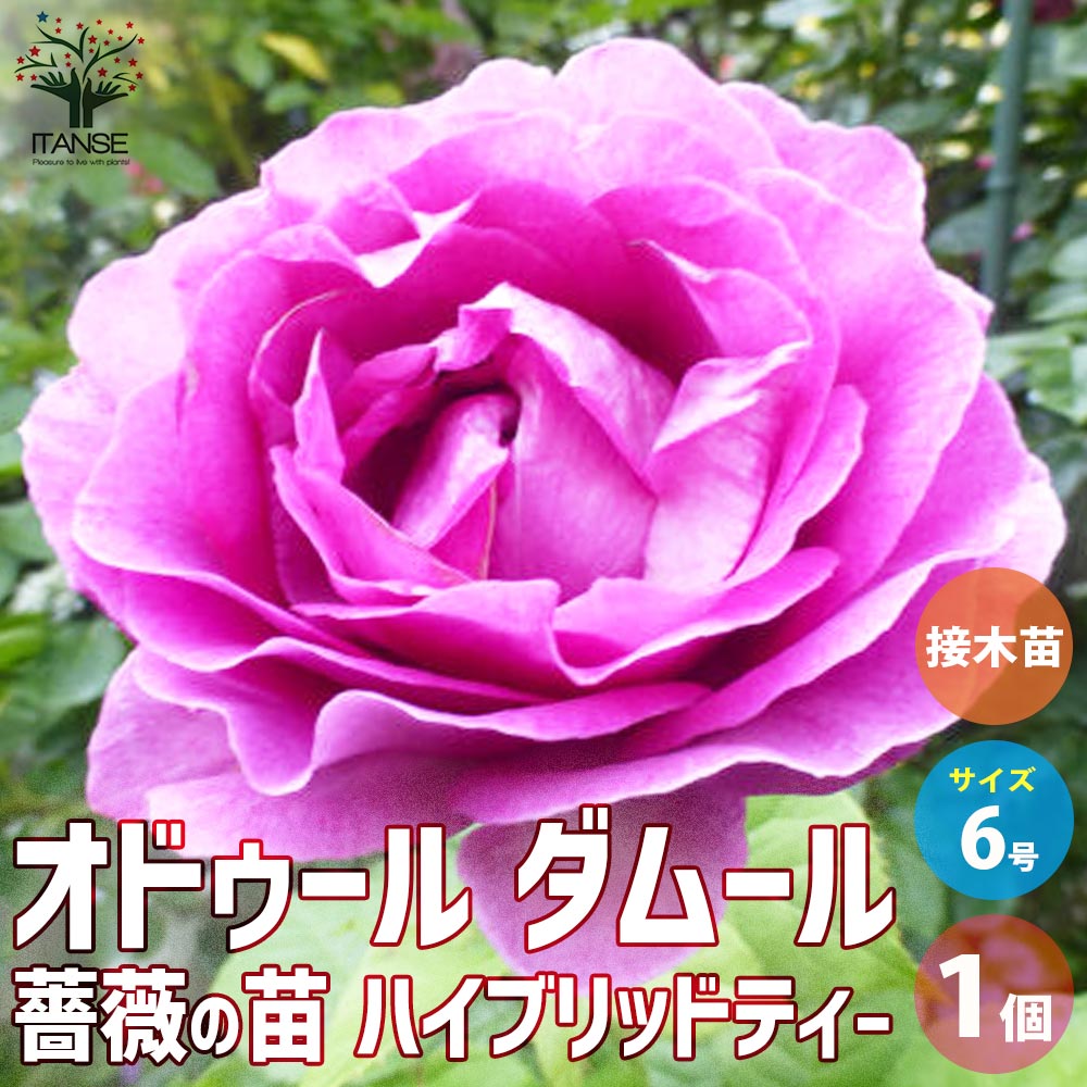 薔薇苗 オドゥール・ダムール 接木【花苗 6号鉢／1個売り】