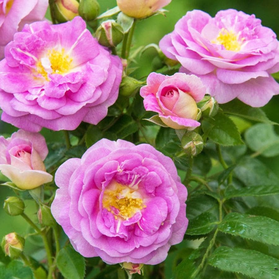 薔薇苗 アークティック・ブルー 接木【花苗 6号鉢／1個売り】