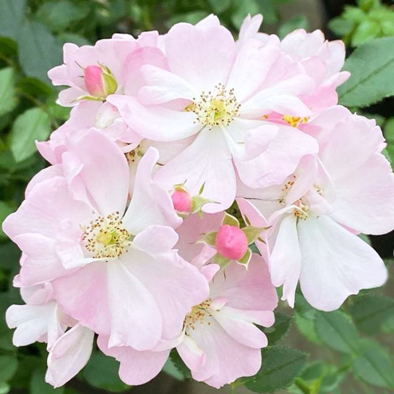 アジサイ ラグランジア・シャンデリーニ【花苗 7号鉢／1個売り