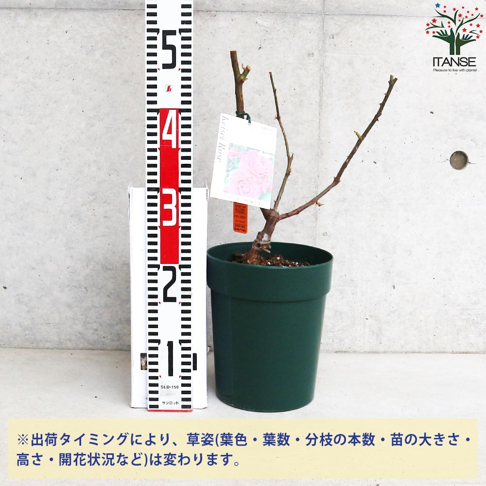 薔薇苗 ジョリーメロディー 接木【花苗 6号鉢／1個売り】｜ 【植物の
