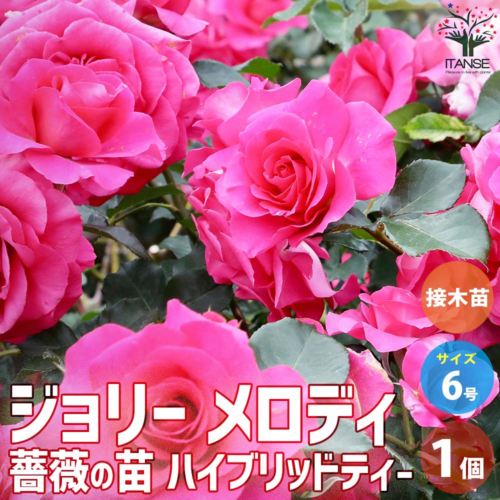 薔薇苗 ジョリーメロディー 接木【花苗 6号鉢／1個売り】