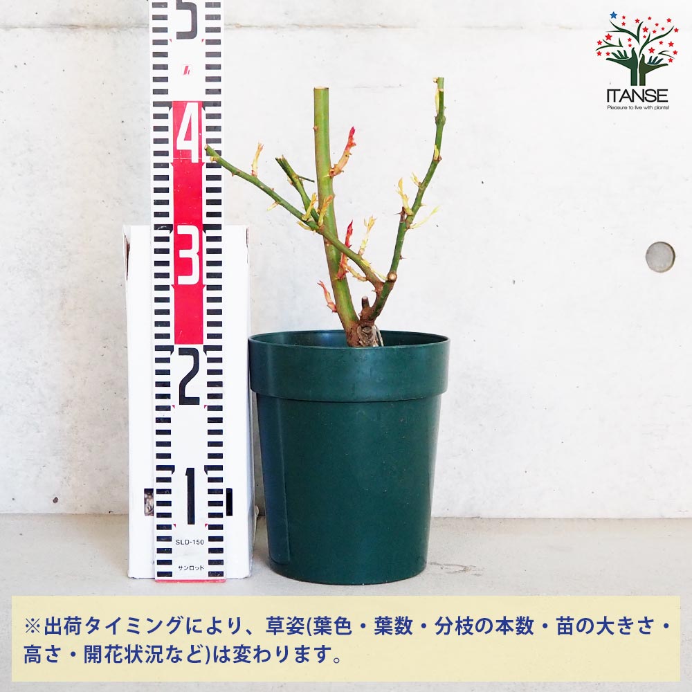 薔薇苗 マティアス クラウディウスローズ 接木【花苗 6号鉢／1個売り