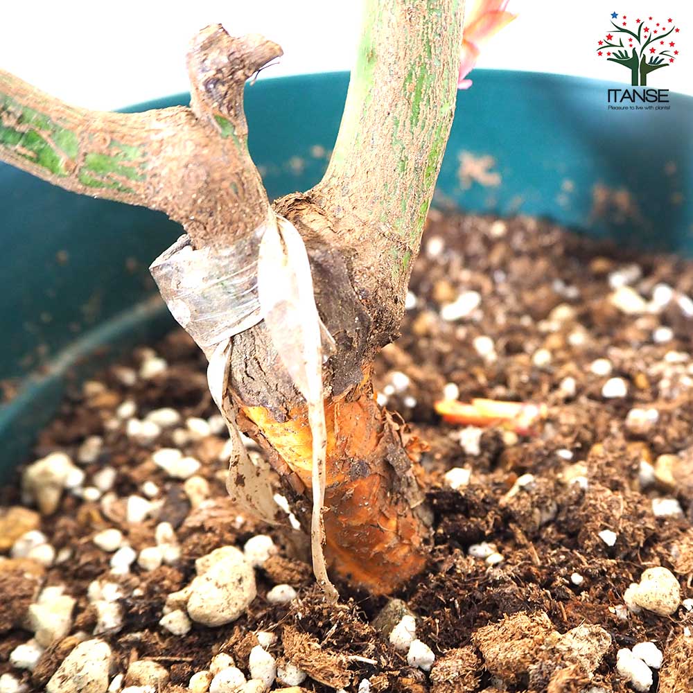 薔薇苗 マティアス クラウディウスローズ 接木【花苗 6号鉢／1個売り