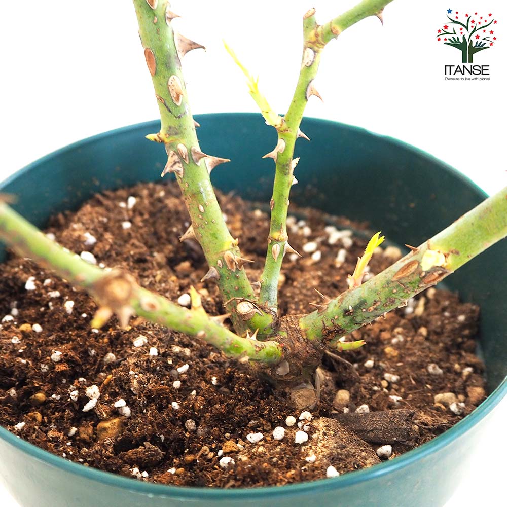 薔薇苗 ライムライト グランディローサ 接木【花苗 6号鉢／1個売り