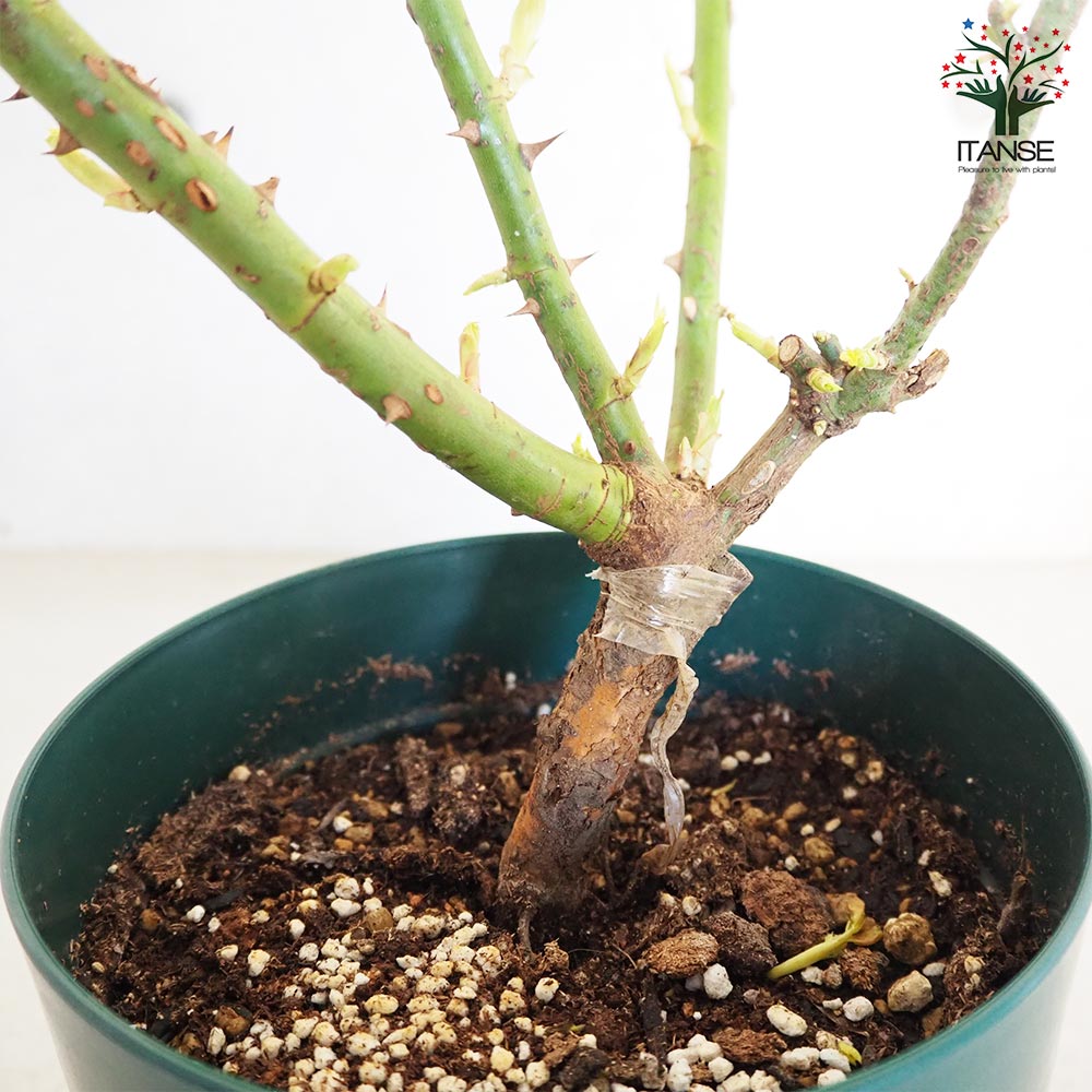 薔薇苗 スマイルハニーローズ くまのプーさん 接木【花苗 6号鉢／1個