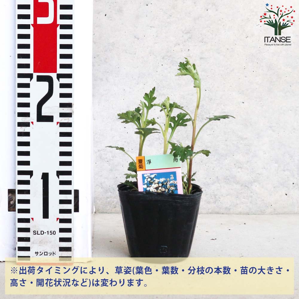 夏菊 浮舟【花苗 3号ポット／お買い得2個セット】｜ 【植物の