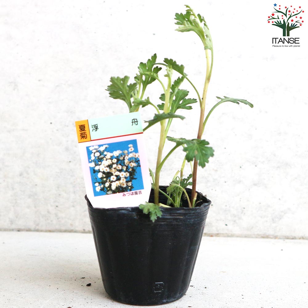 夏菊 浮舟【花苗 3号ポット/お買い得2個セット】| 【植物のITANSE】全品送料無料・即出荷!