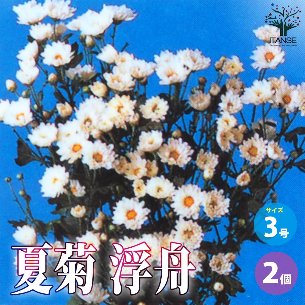 夏菊 浮舟【花苗 3号ポット／お買い得2個セット】