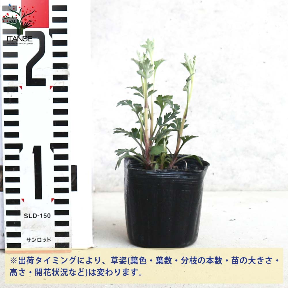 夏菊 さんご【花苗 3号ポット／お買い得2個セット】｜ 【植物の