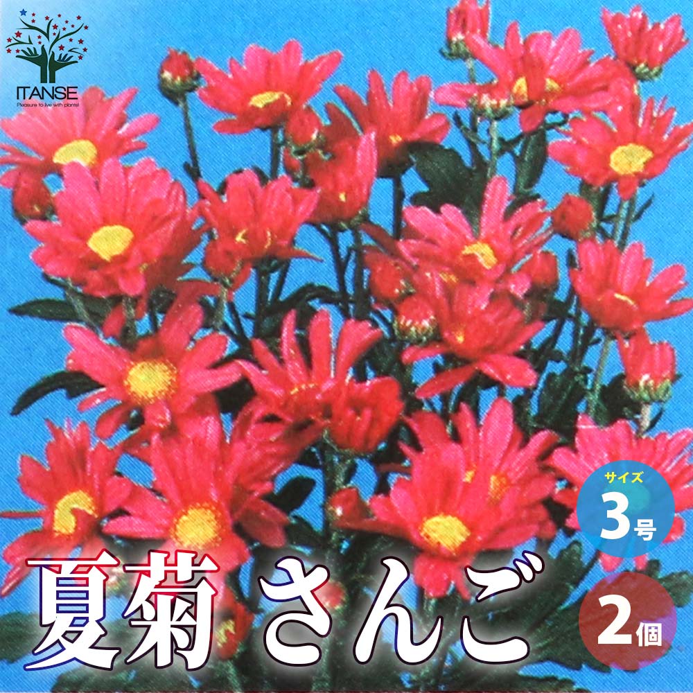 夏菊 さんご【花苗 3号ポット／お買い得2個セット】
