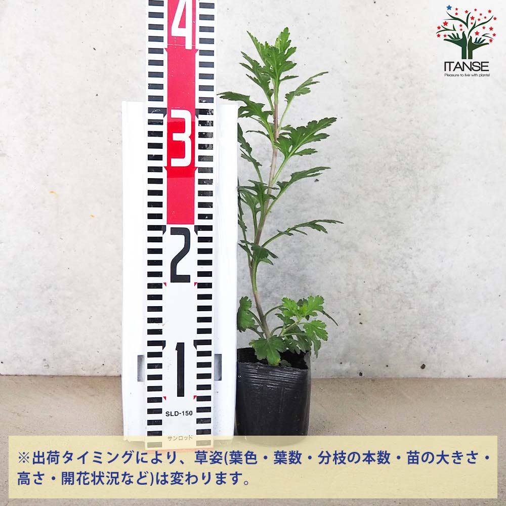 数回着用 青鼠色 菊 草花 数回着用 青鼠色 菊 草花 【公式通販】