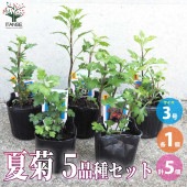 夏菊 5品種 各1個セット【花苗 3号ポット／お買い得5個セット】|花苗