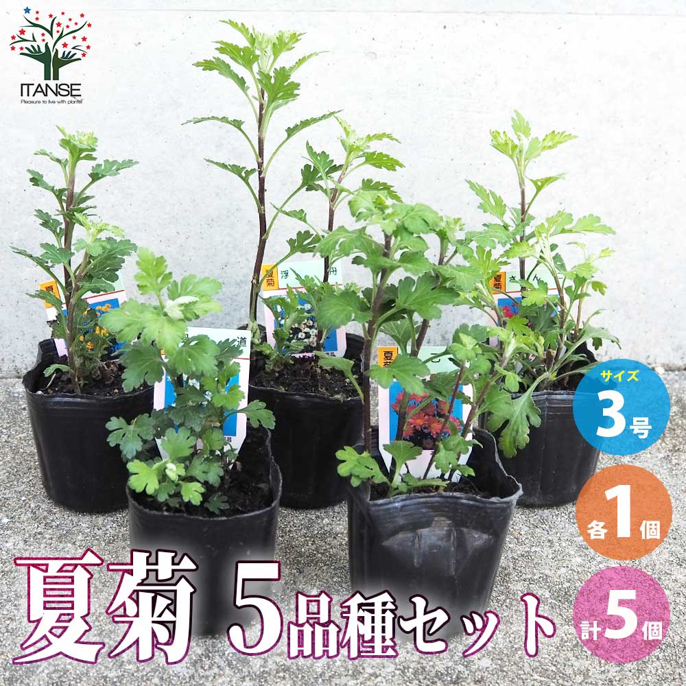 夏菊 5品種 各1個セット【花苗 3号ポット／お買い得5個セット】
