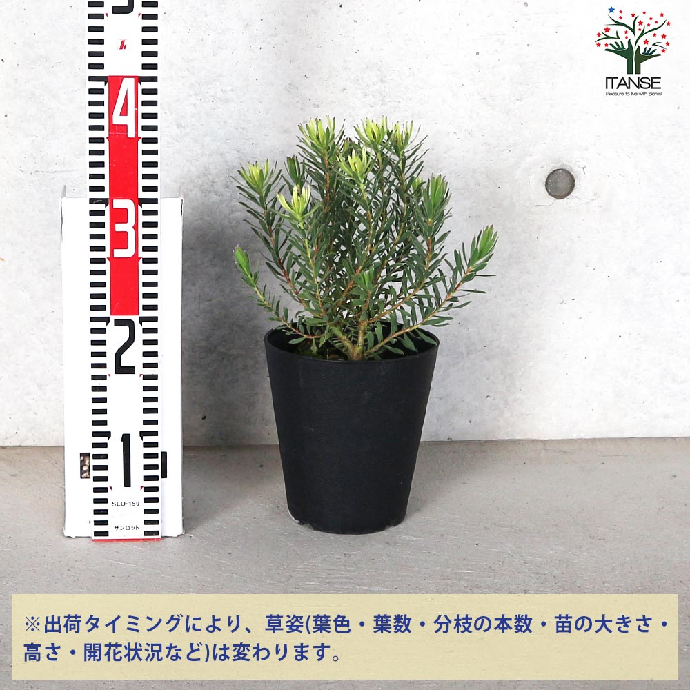 リューカデンドロン ストロベリーフェア【花苗 5号鉢／1個売り