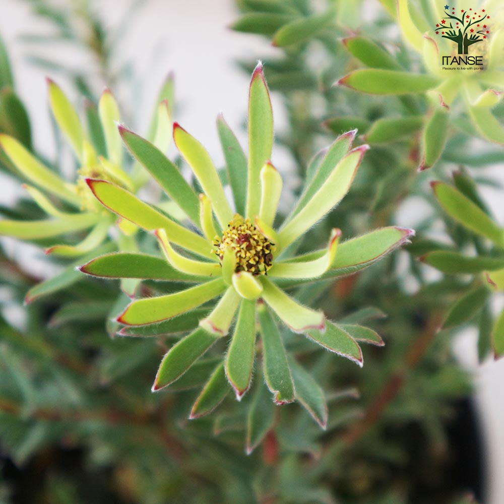 リューカデンドロン ストロベリーフェア【花苗 5号鉢／1個売り