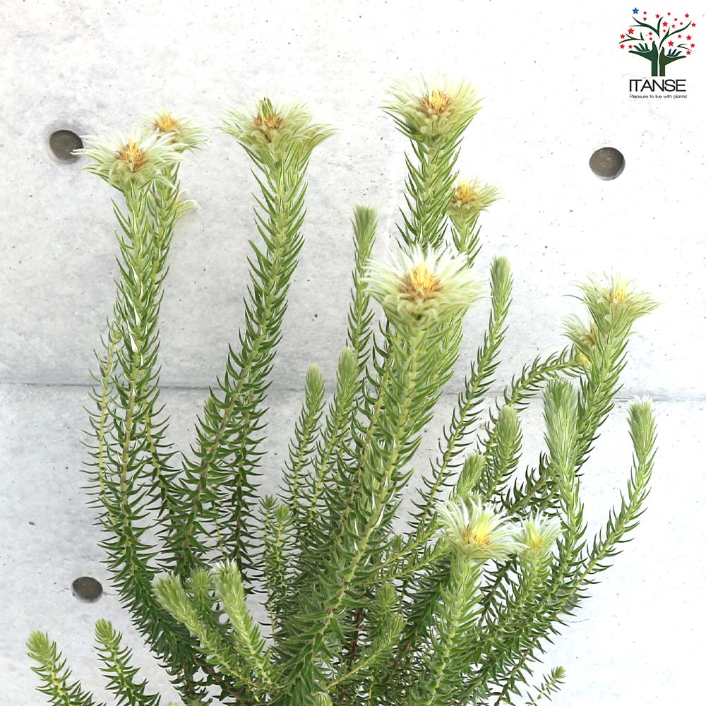 フィリカ プベッセンス ハイドラ【花苗 7号鉢／1個売り】｜ 【植物の