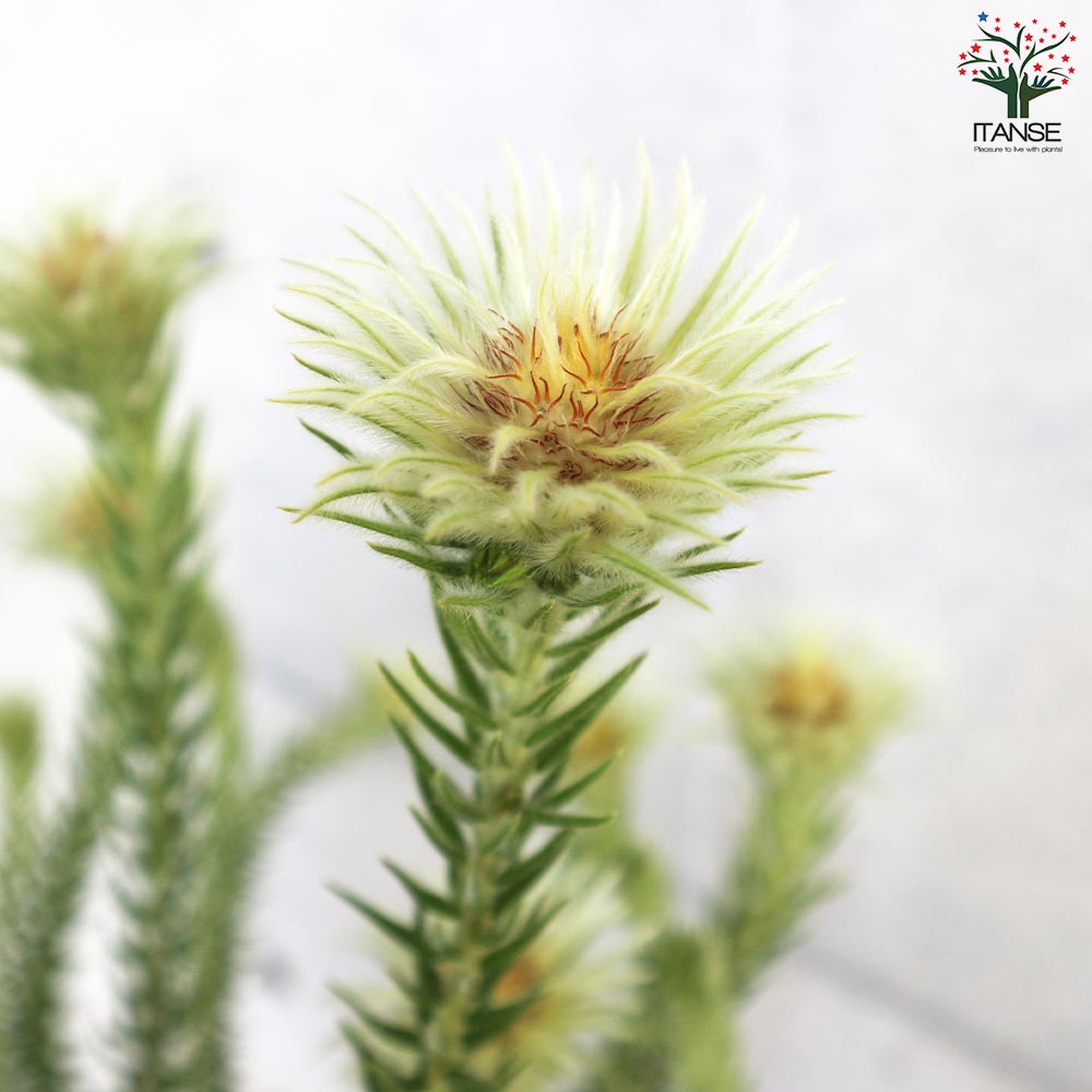 フィリカ プベッセンス ハイドラ【花苗 7号鉢／1個売り】｜ 【植物の