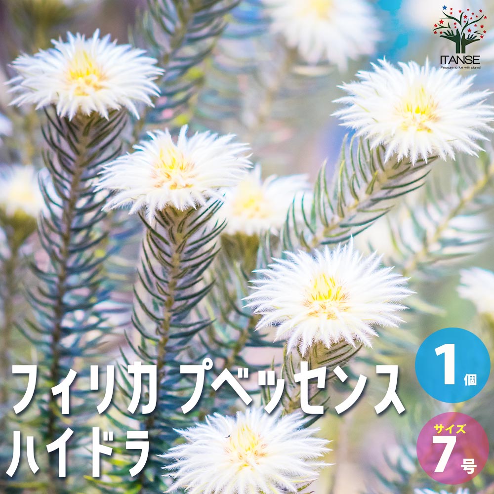 フィリカ プベッセンス ハイドラ【花苗 7号鉢／1個売り】｜ 【植物の